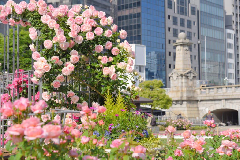 🌹 평화의 장미원(헤이와노바라엔) 이미지 10